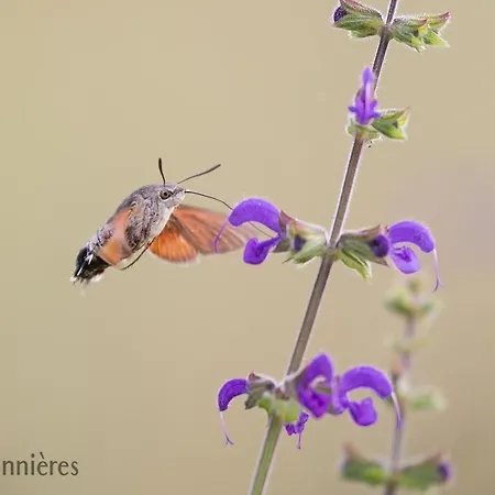 La Terrasse - A Tranquil Place In The Woodland Concots