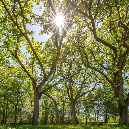 La Terrasse - A Tranquil Place In The Woodland *