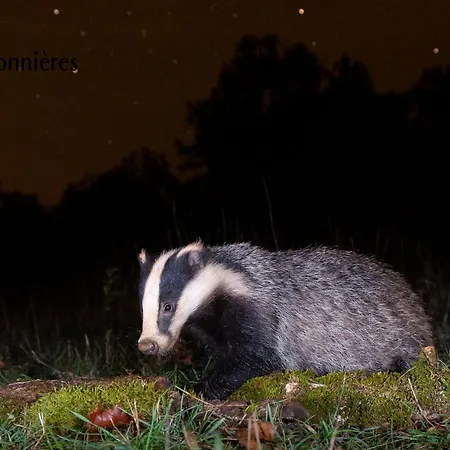 La Terrasse - A Tranquil Place In The Woodland *