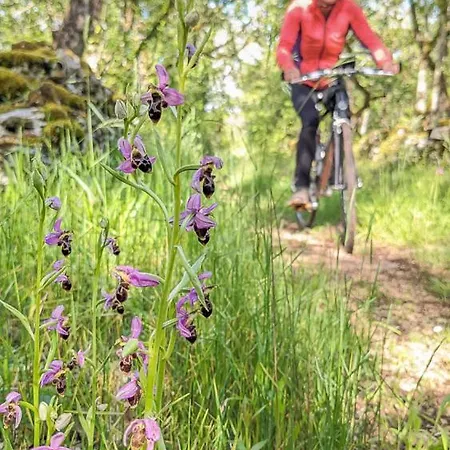 La Terrasse - A Tranquil Place In The Woodland Feriehus Concots