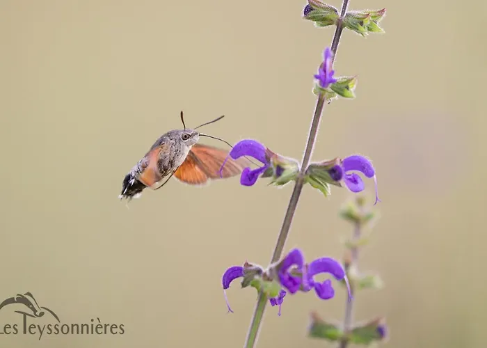 La Terrasse - A Tranquil Place In The Woodland Concots