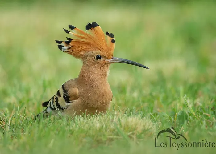 La Terrasse - A Tranquil Place In The Woodland Hébergement de vacances