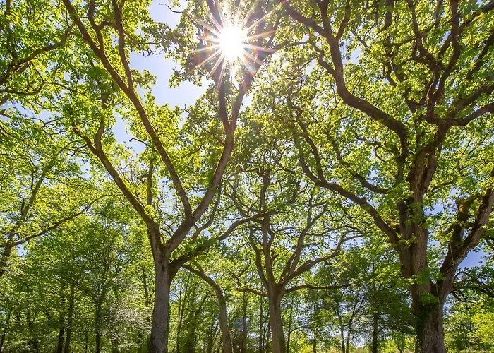 La Terrasse - A Tranquil Place In The Woodland *