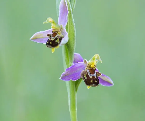 La Terrasse - A Tranquil Place In The Woodland *