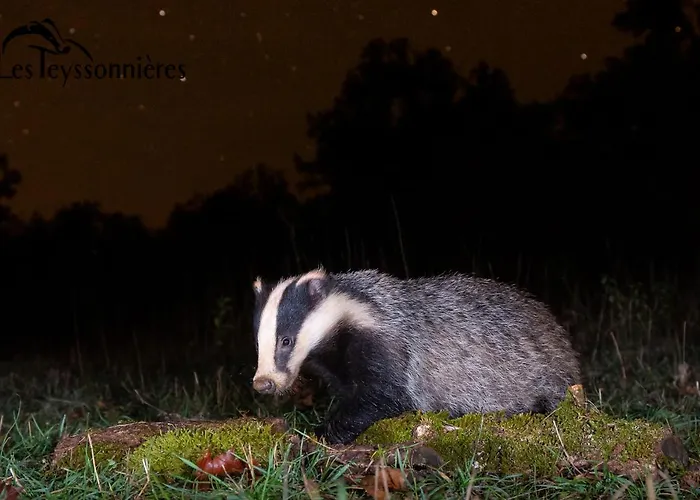 La Terrasse - A Tranquil Place In The Woodland *