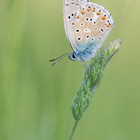 La Terrasse - A Tranquil Place In The Woodland Casa de Férias Concots