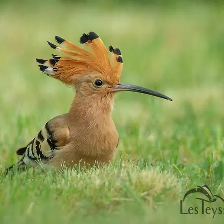 La Terrasse - A Tranquil Place In The Woodland Casa de Férias